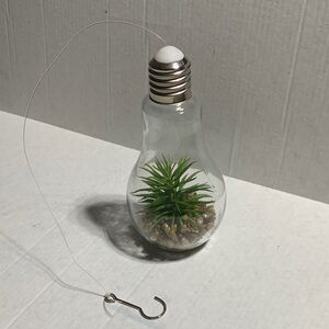 Hanging Light Bulb Terrarium with Green Plant